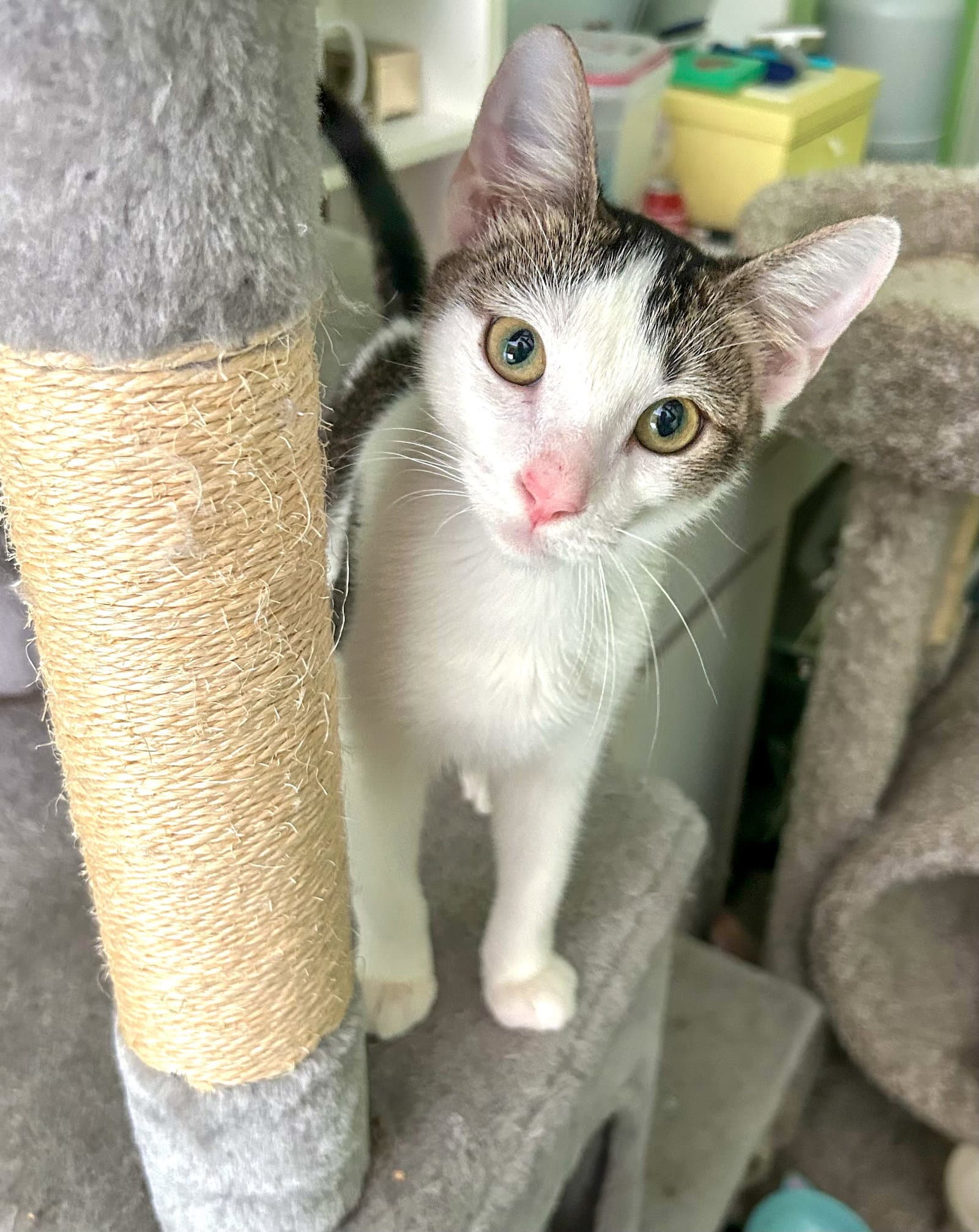 Loki - kitten