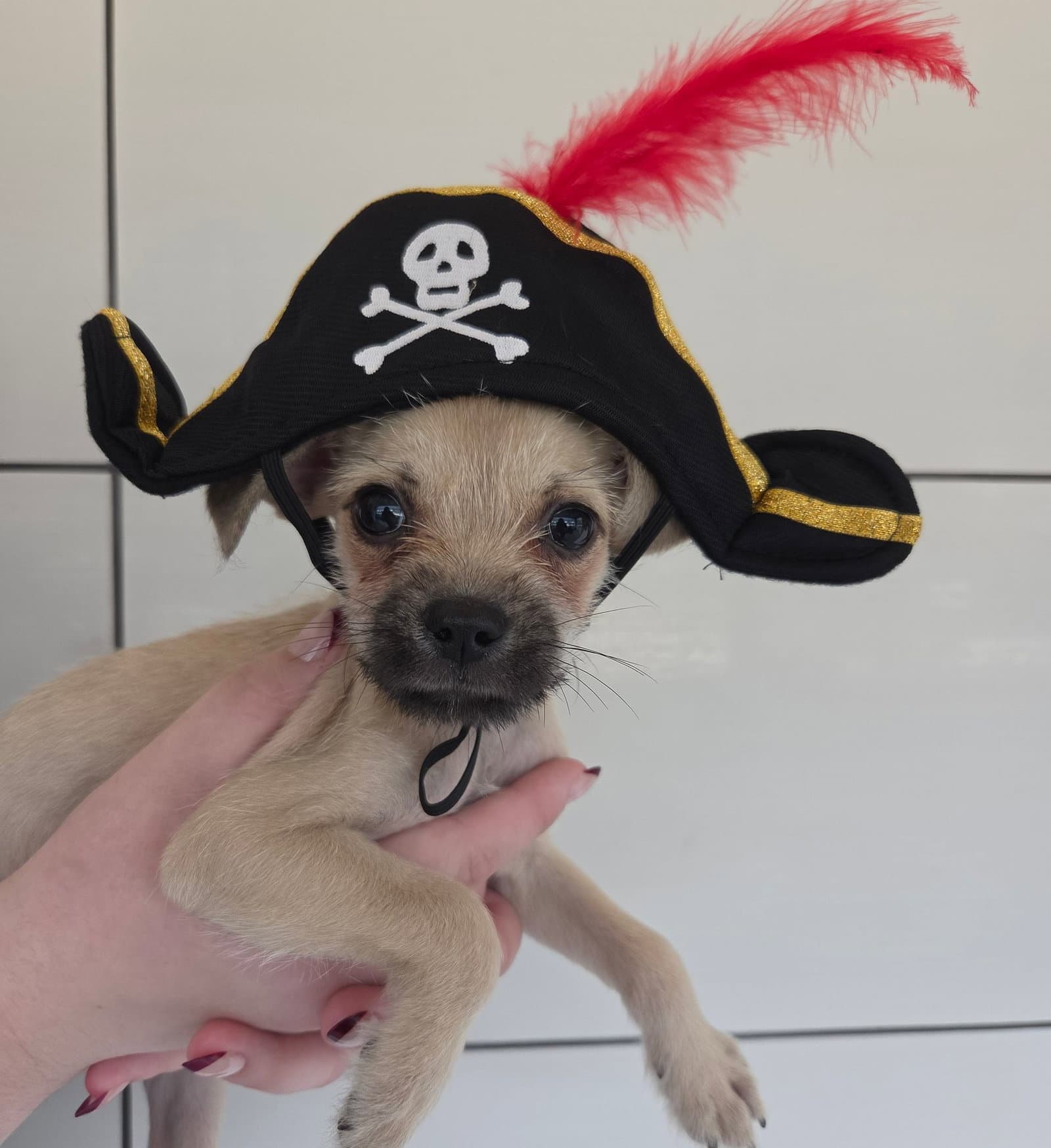 Pugsley