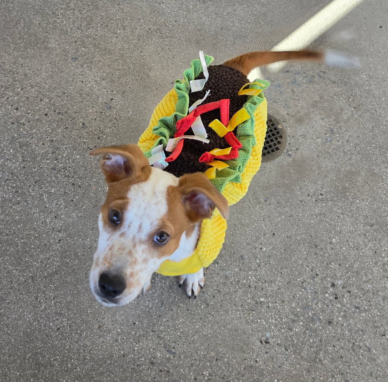 Nutmeg