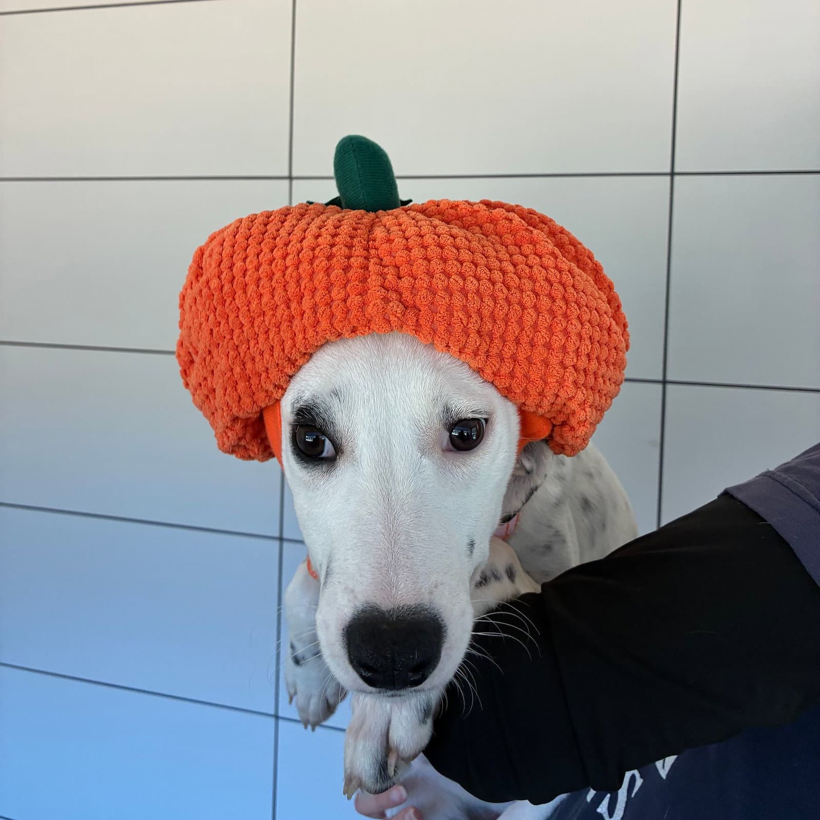 Pumpkin