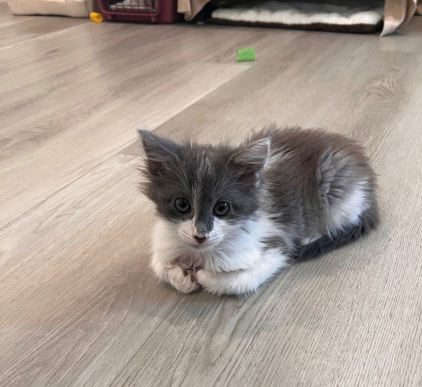 Squeak