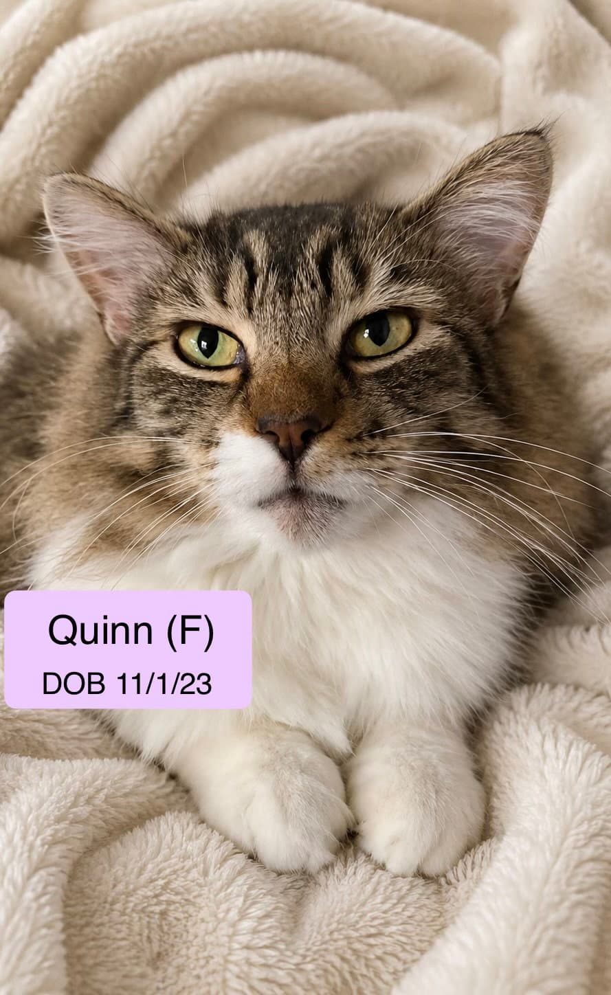 Quinn