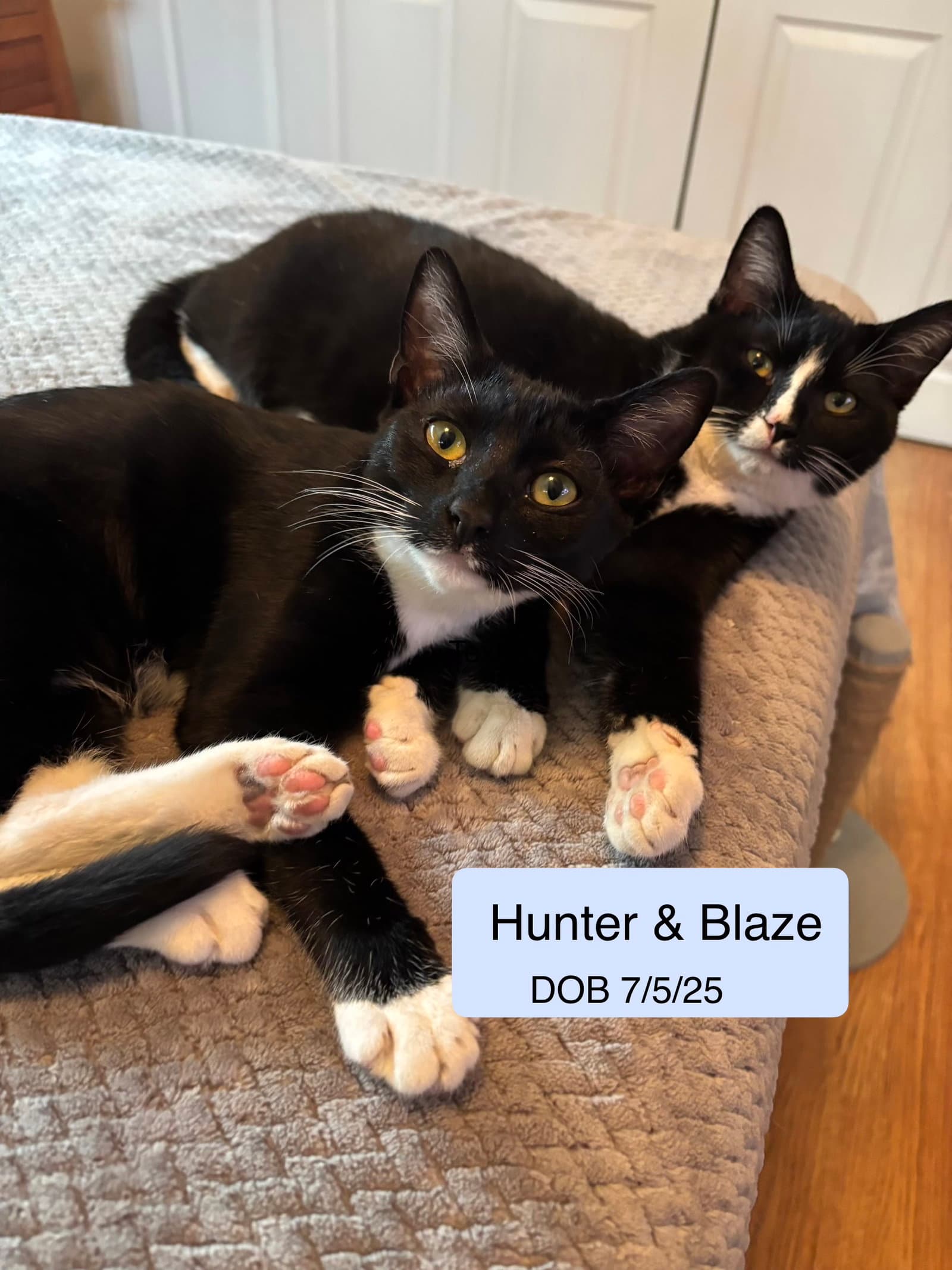 Hunter bonded with Blaze