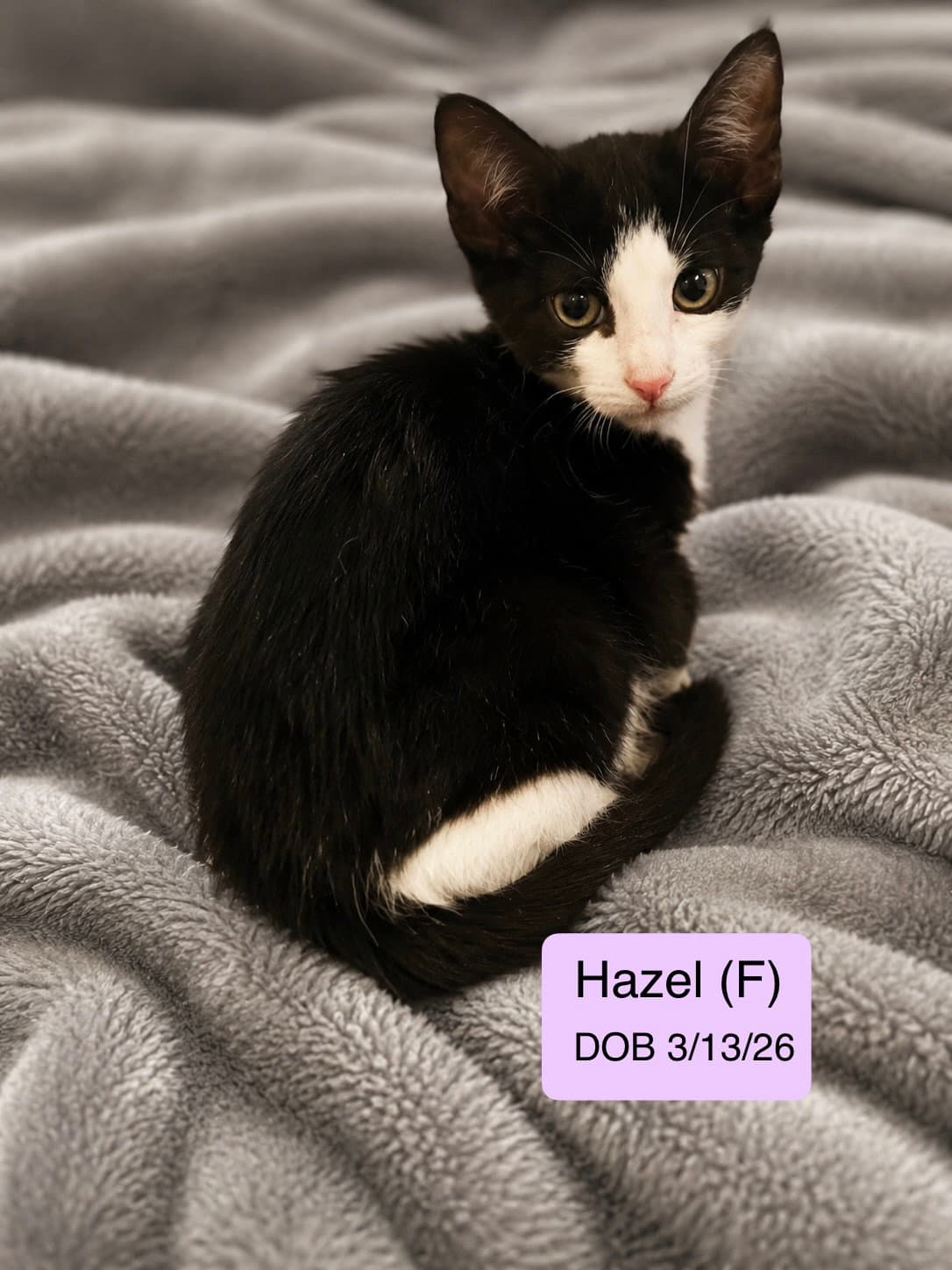 Hazel