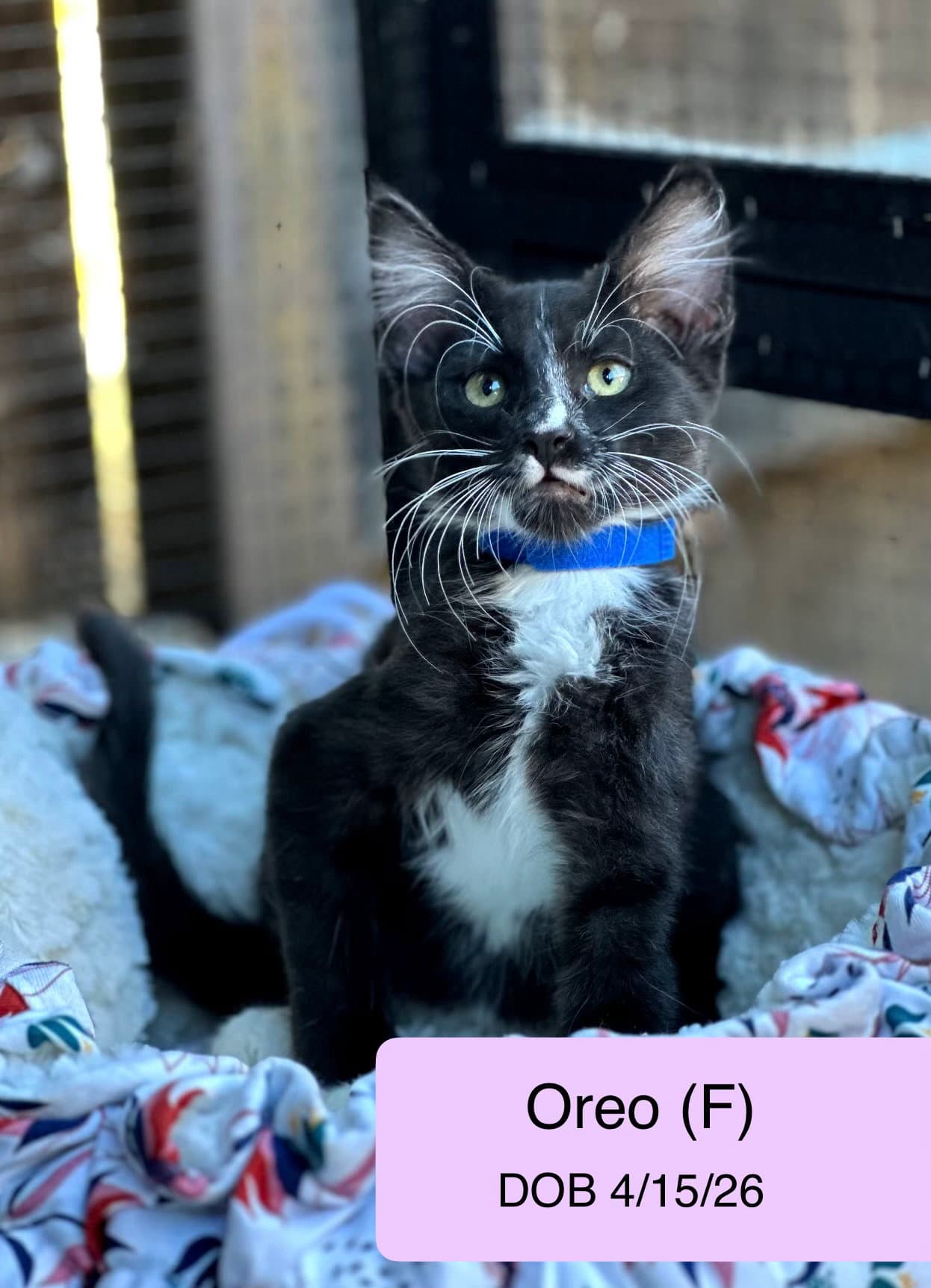 Oreo