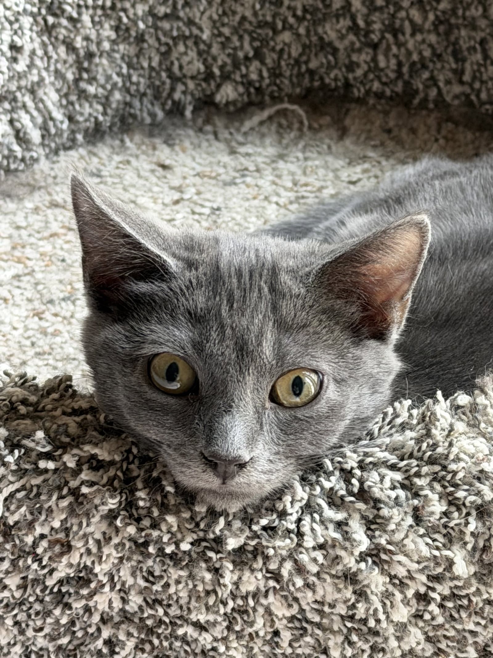 Lottie