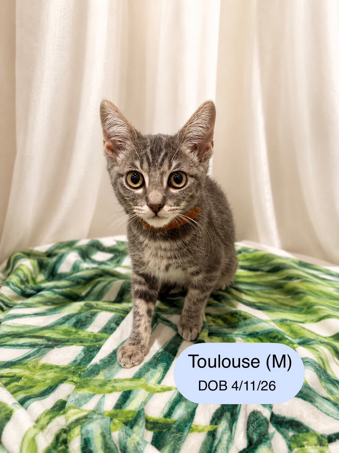 Toulouse