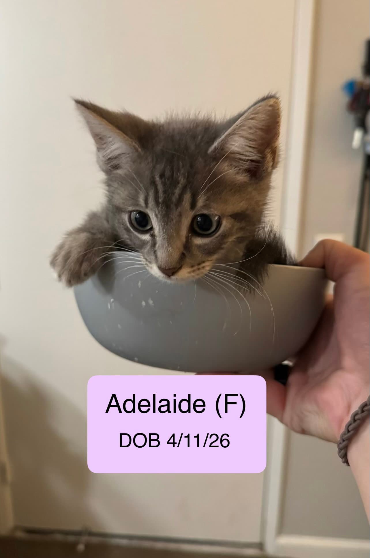Adelaide