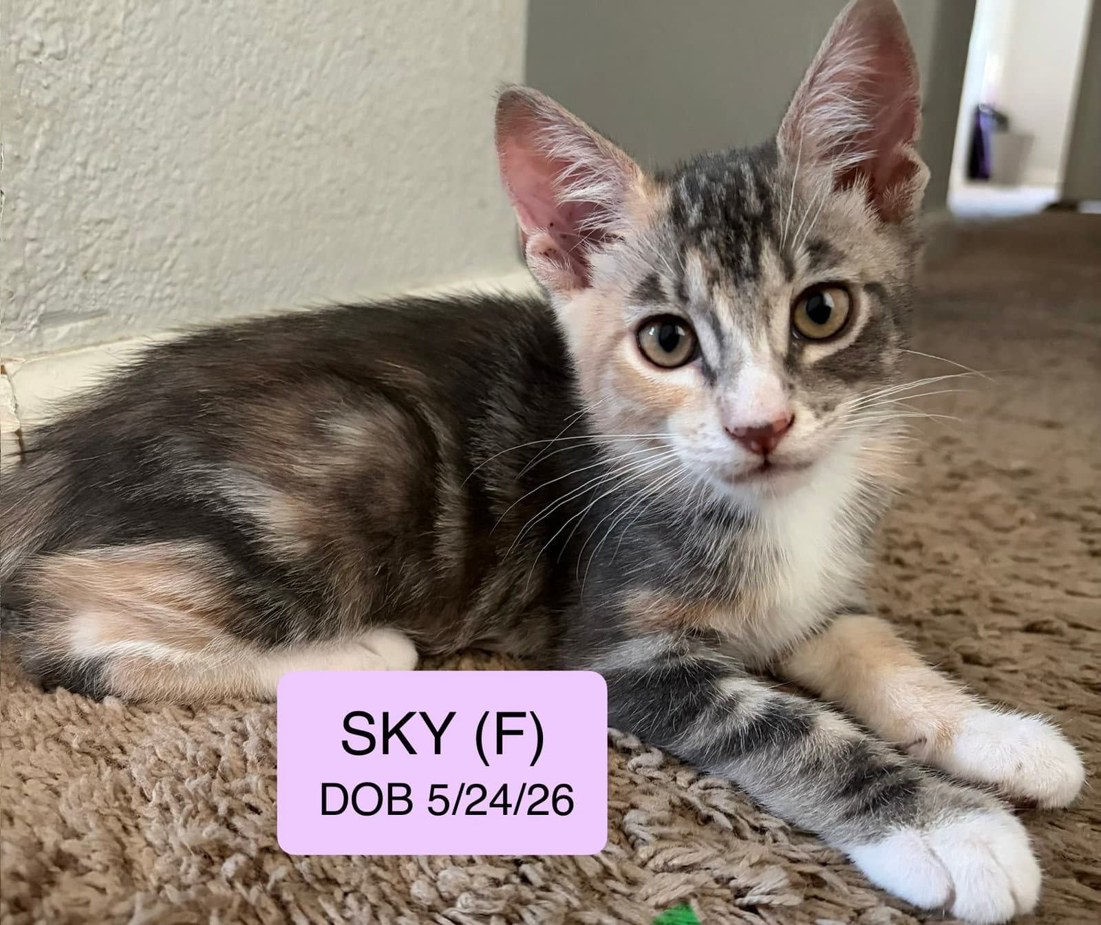 Sky