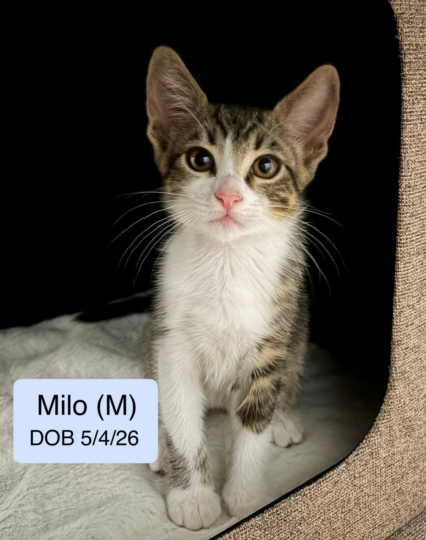 Milo