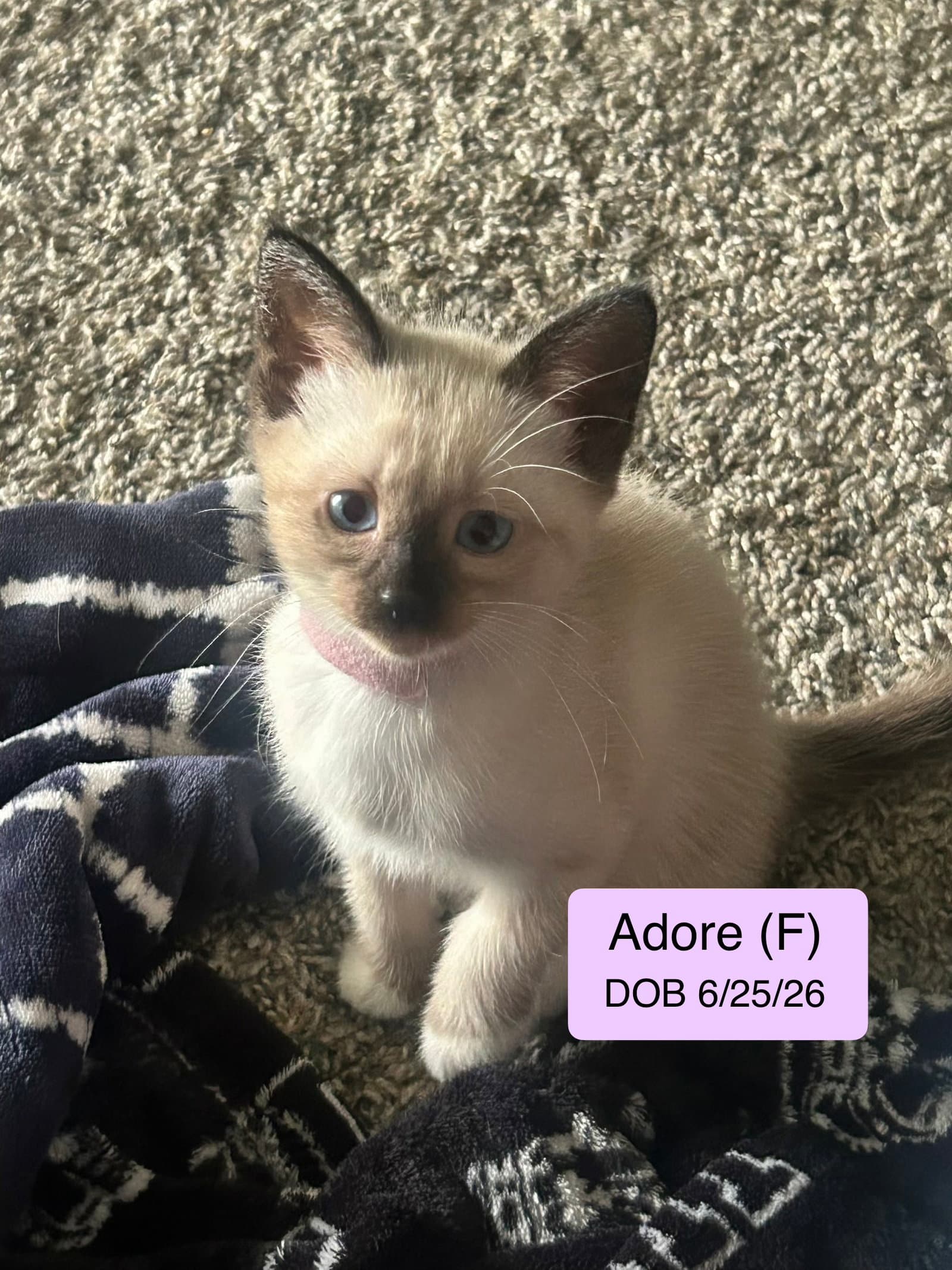 Adore