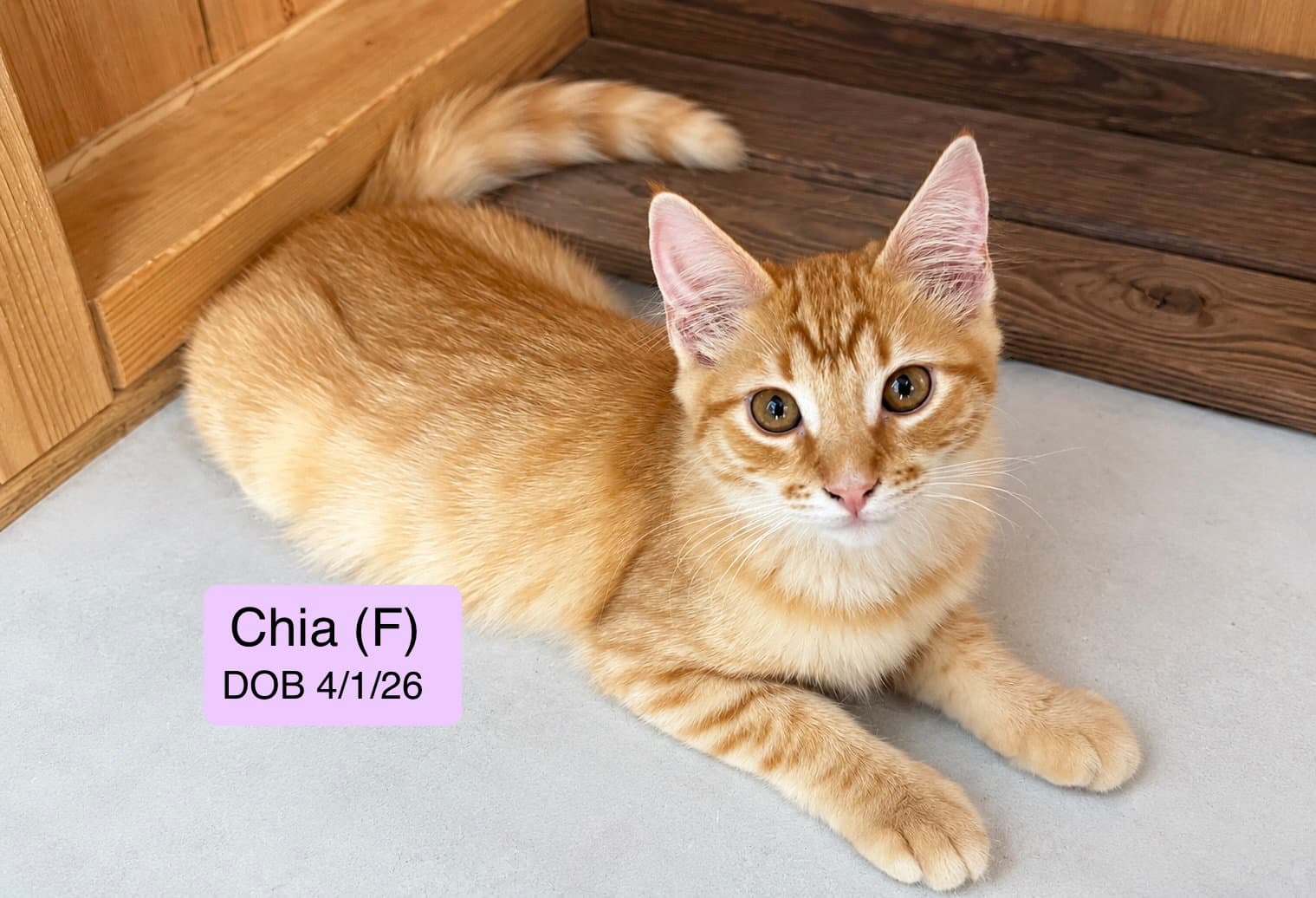 Chia