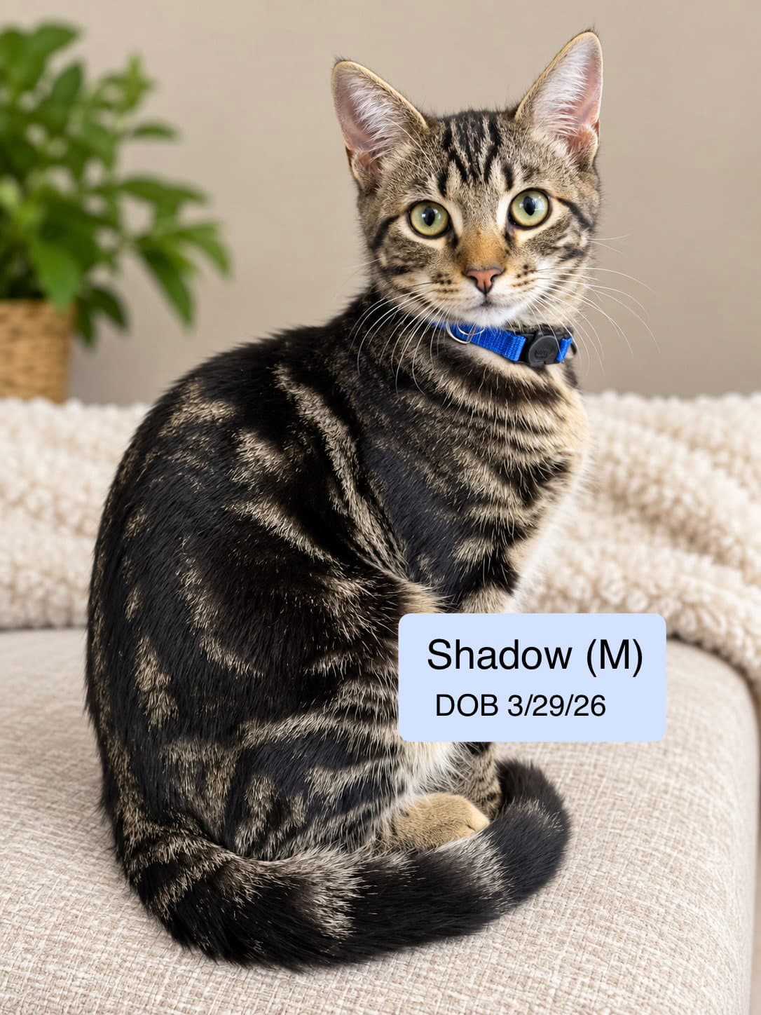 Shadow