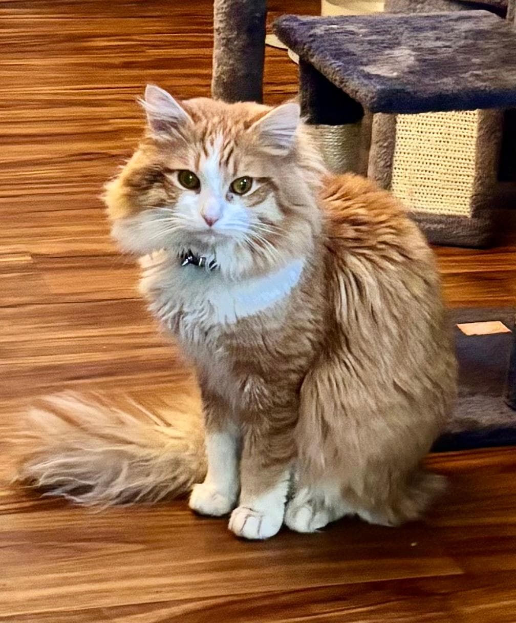 Archie