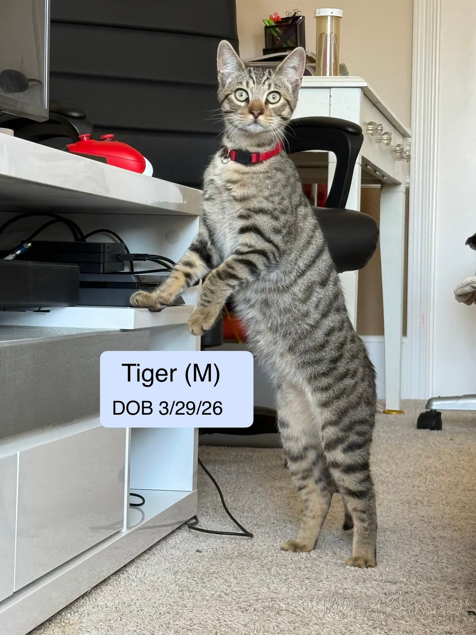 Tiger