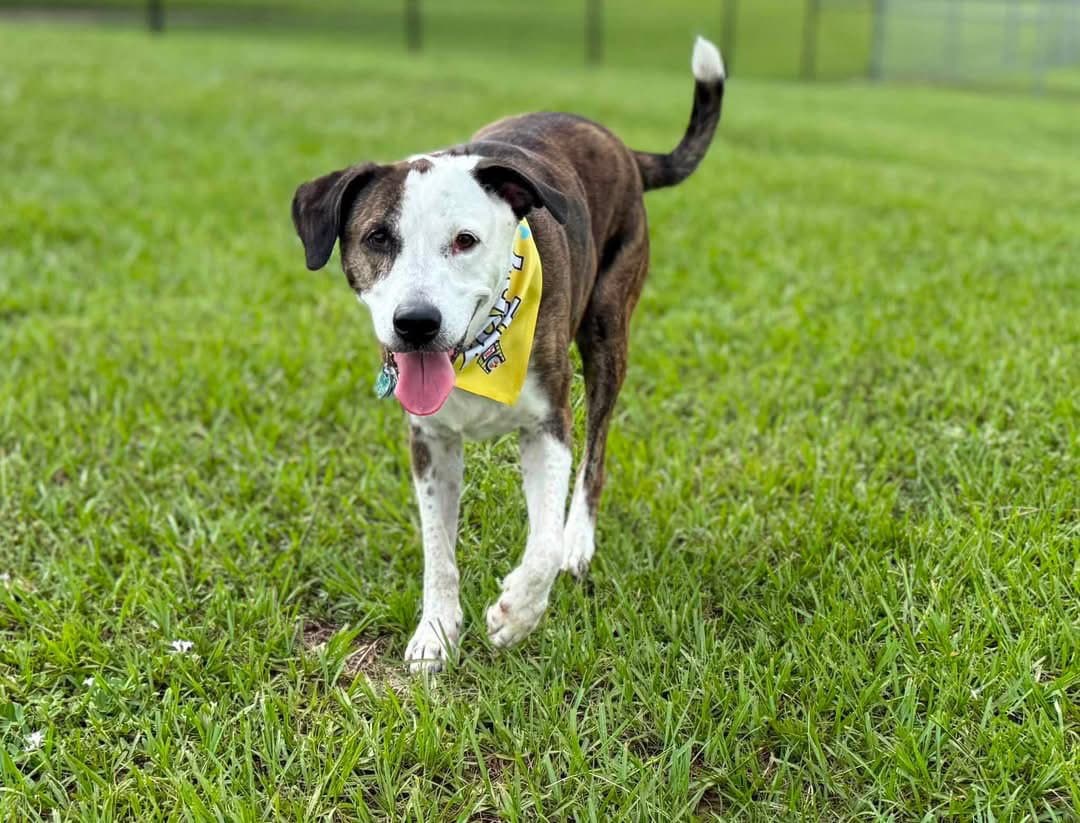Reagan (fka Brit's pup Han Solo)