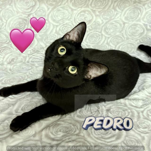 Pedro