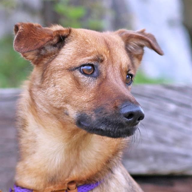 Amora