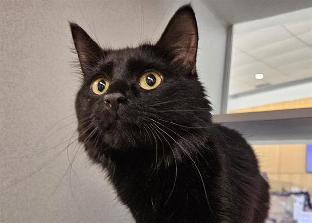 Artemis