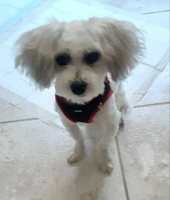 Matty * Adoption Pending*