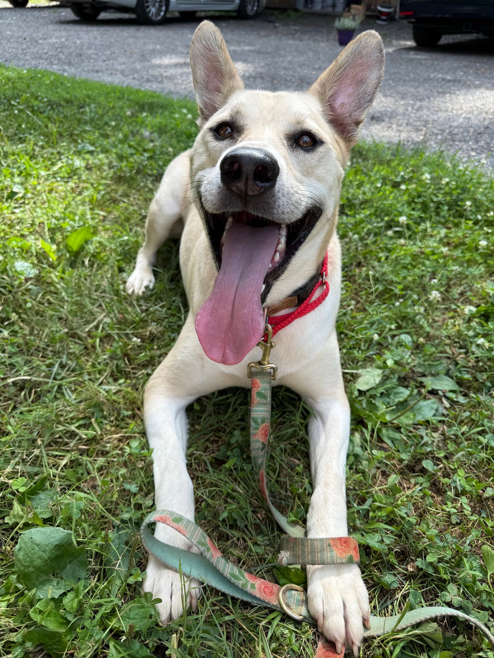Kaya