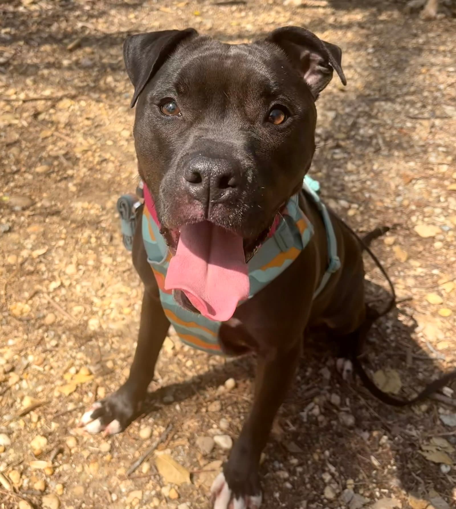 Magnolia (Maggie)