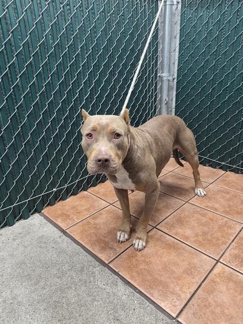 Maggie