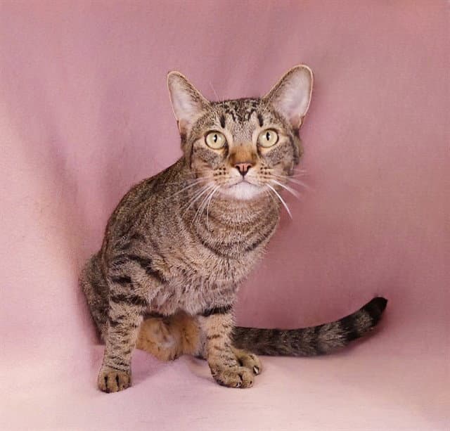 Tabby