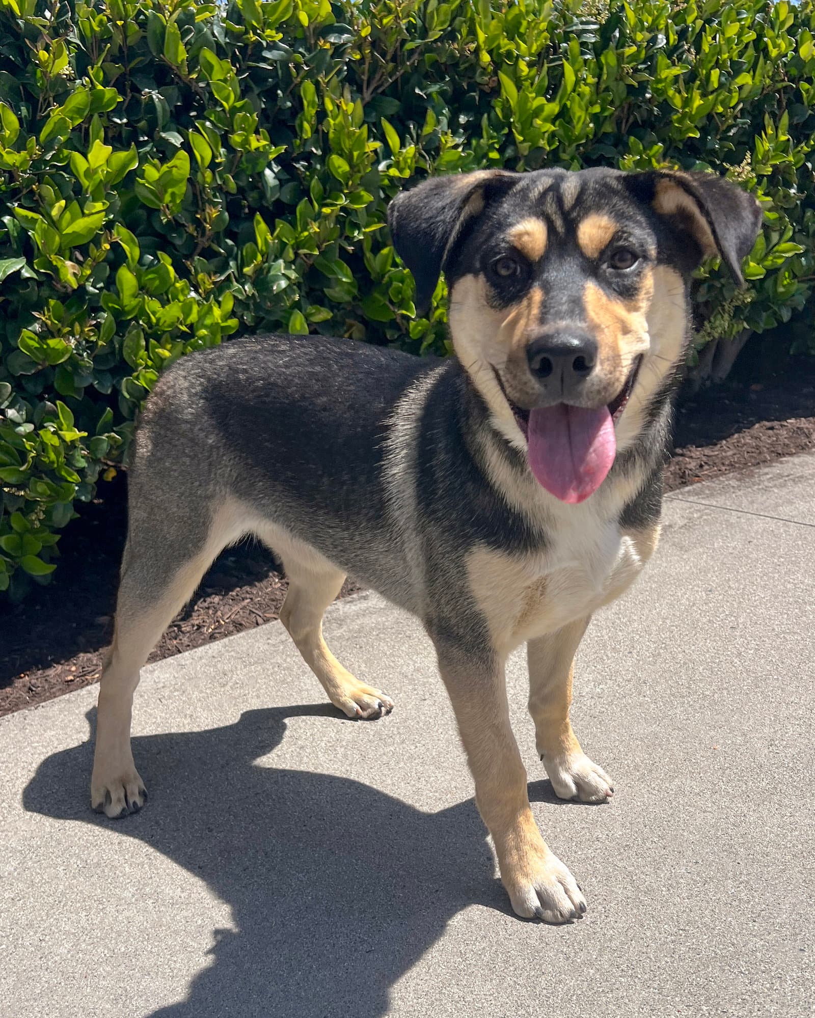Bellatrix