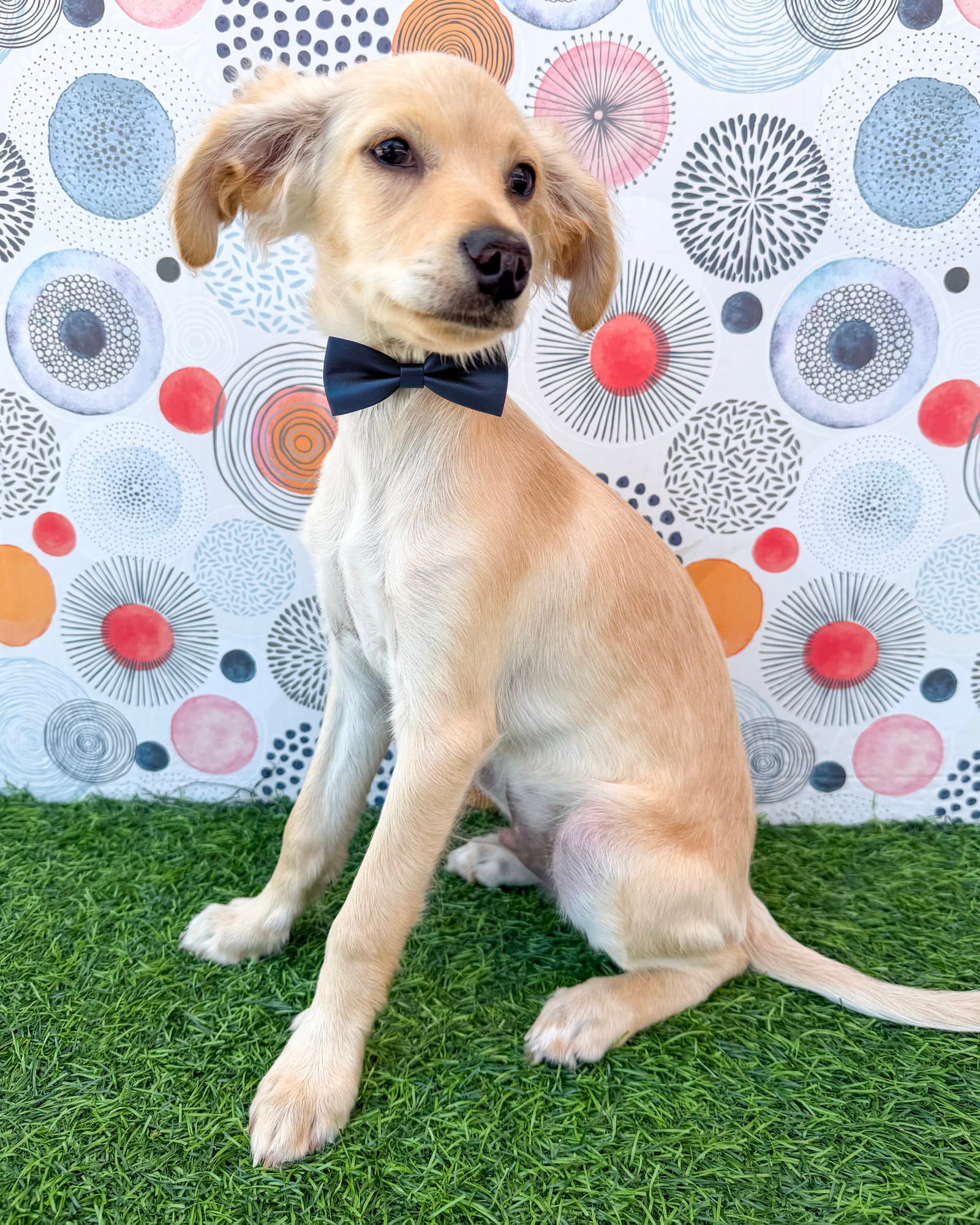 Kai
