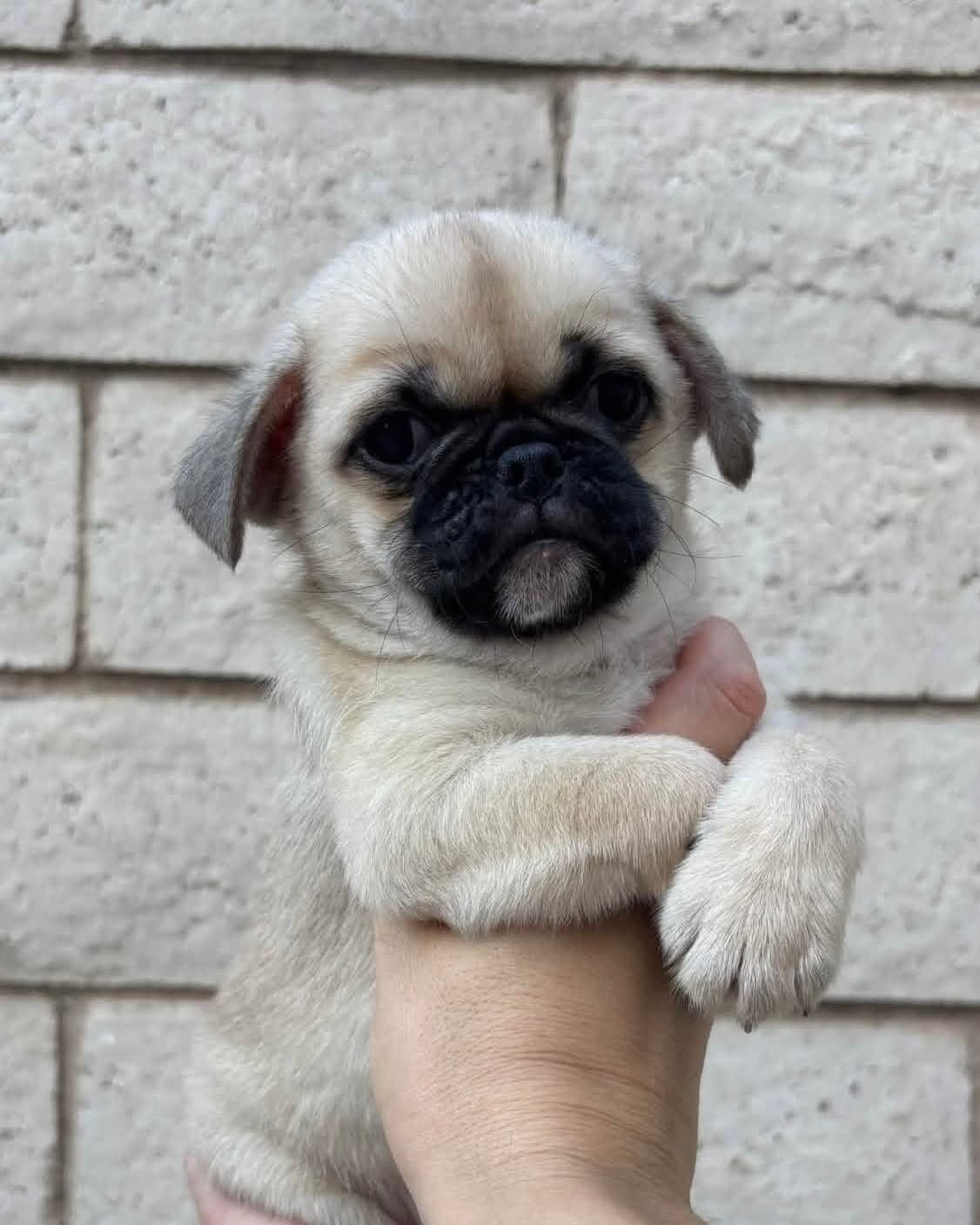 Winston