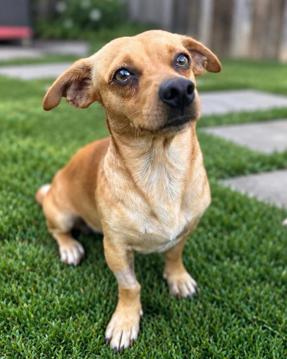 Canelo