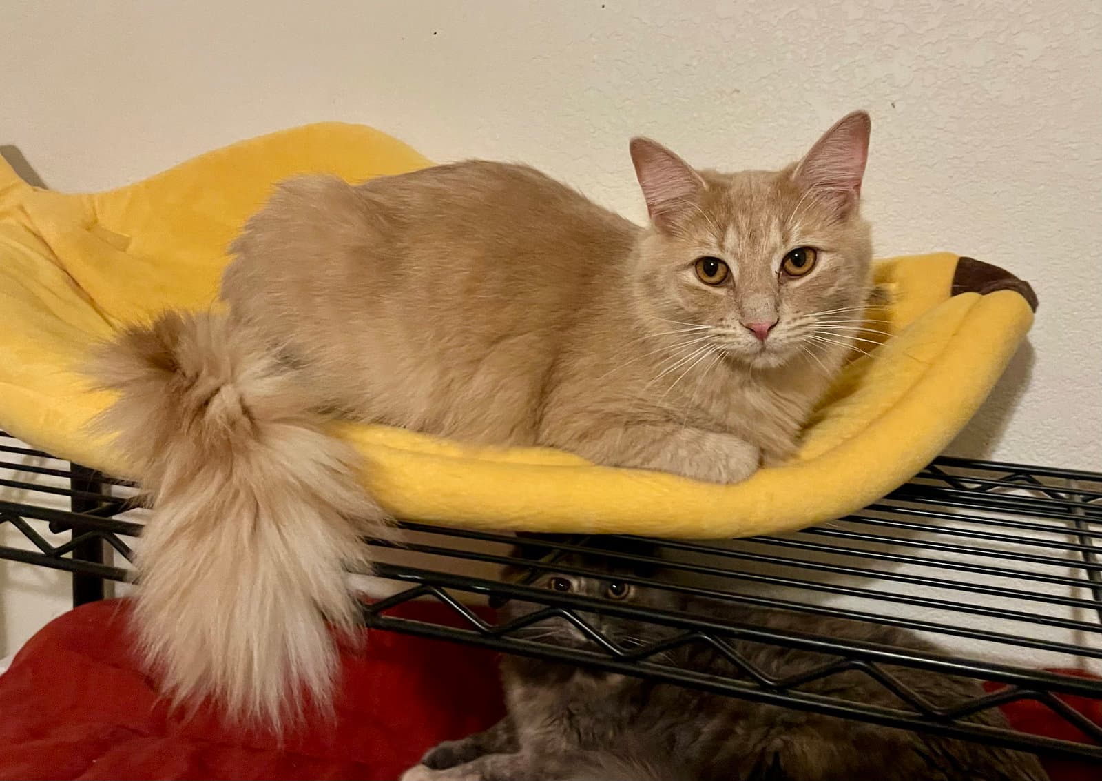 Milo