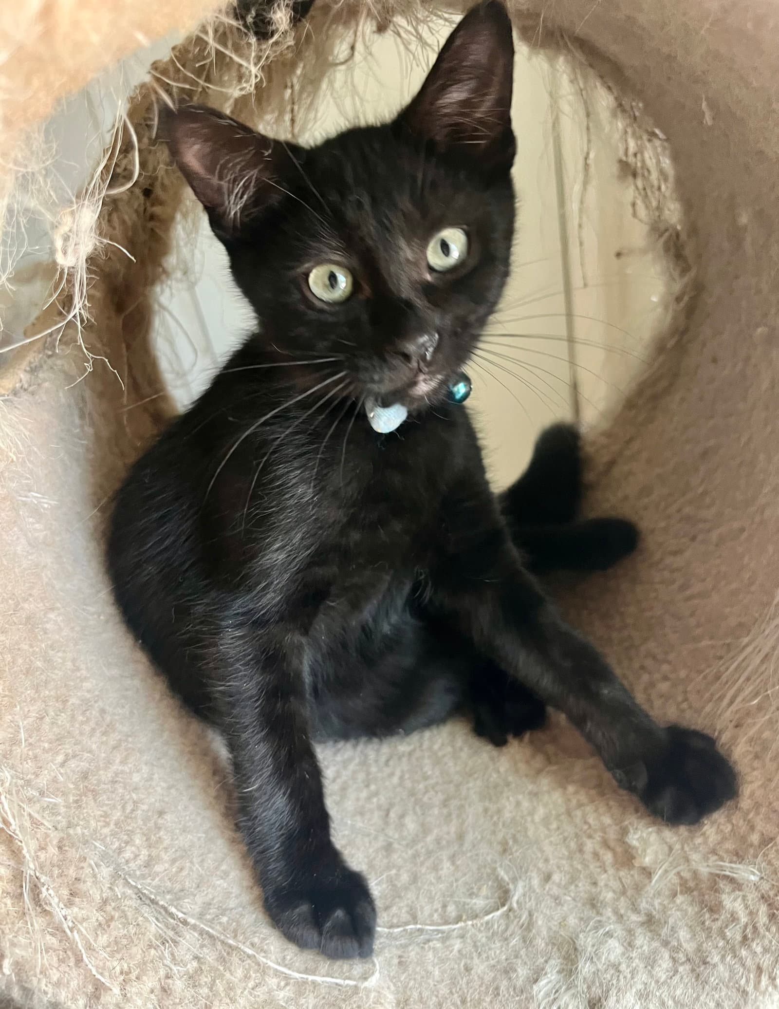 Rambo
