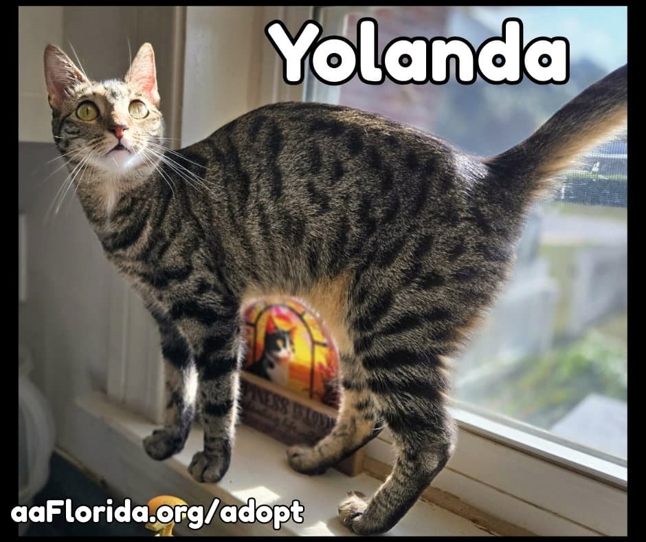Yolanda - Goddess of Churu