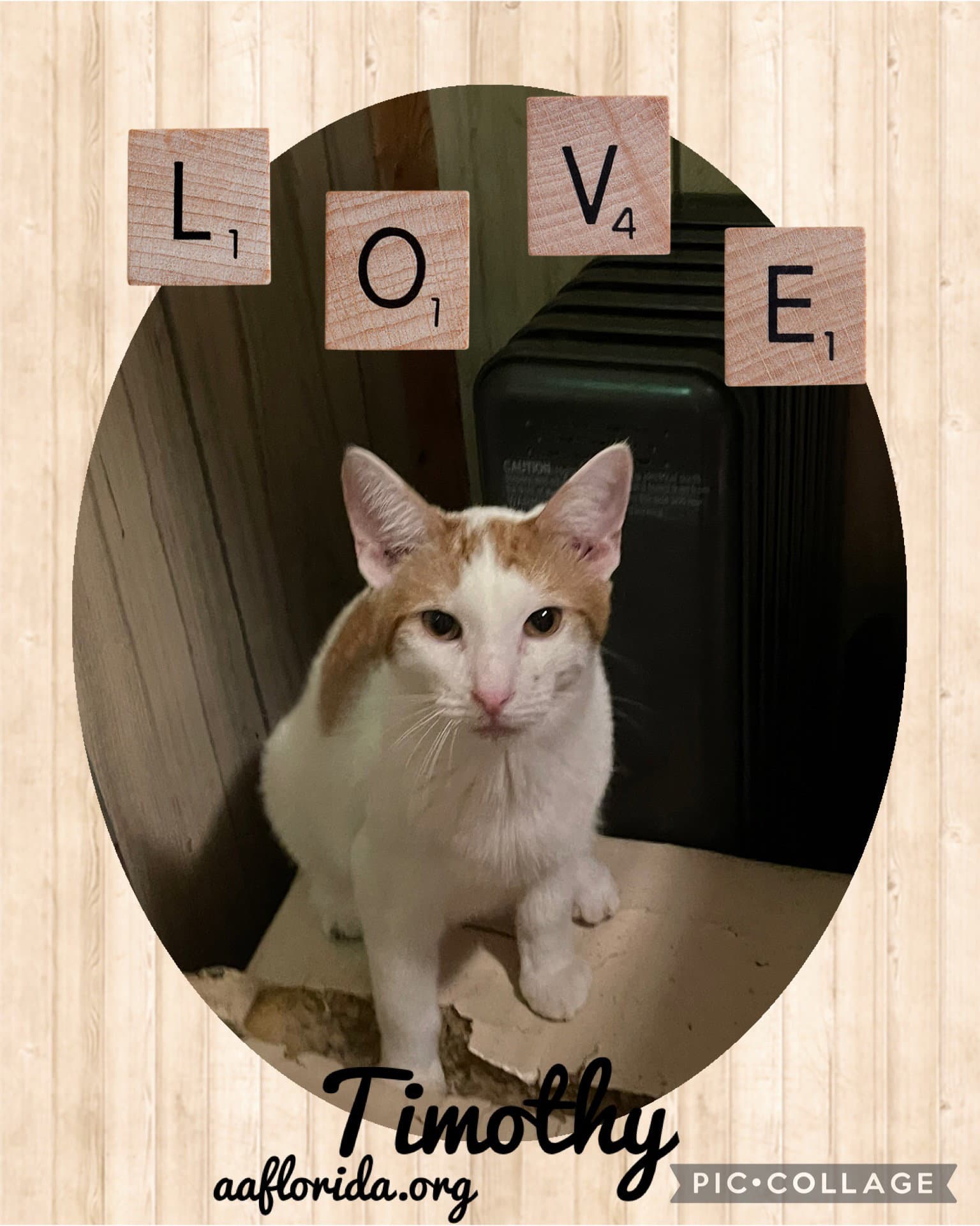 Timothy