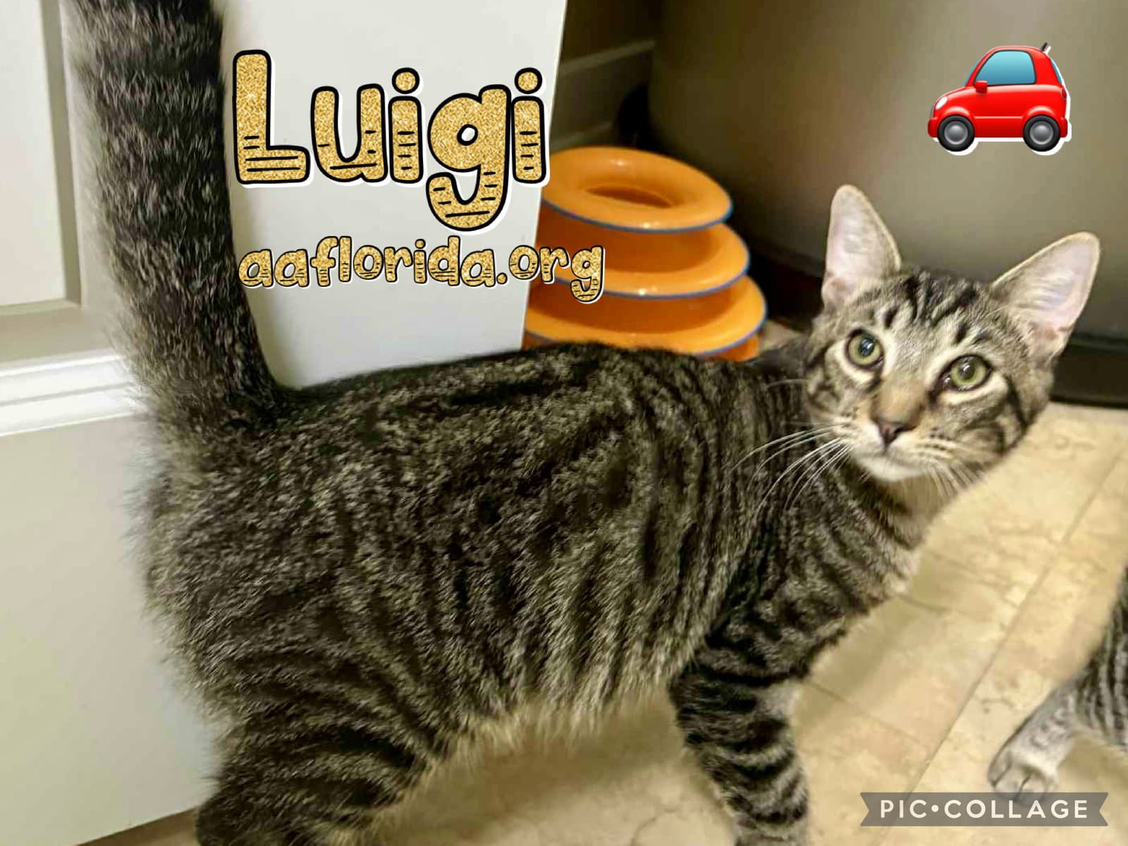 Luigi AKA Squeakers