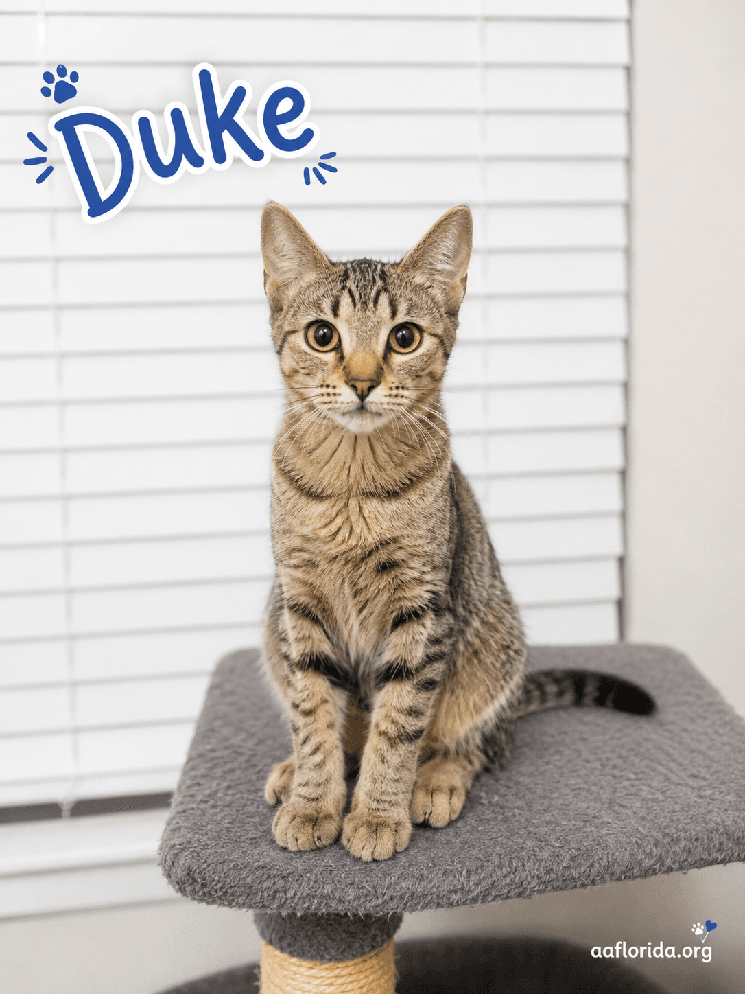 Duke