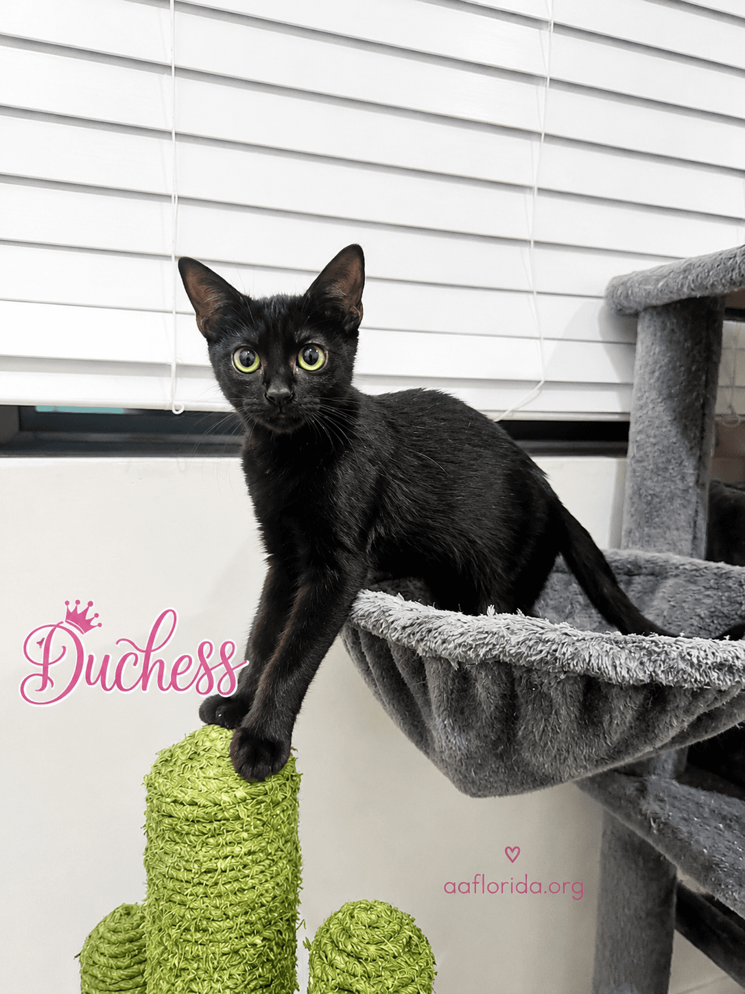 Duchess