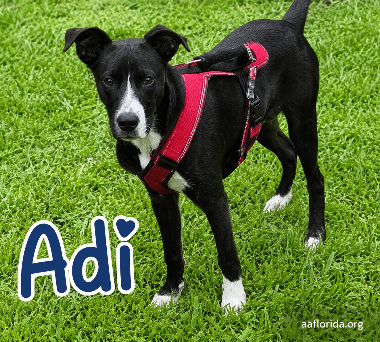 Adi (Adidas)