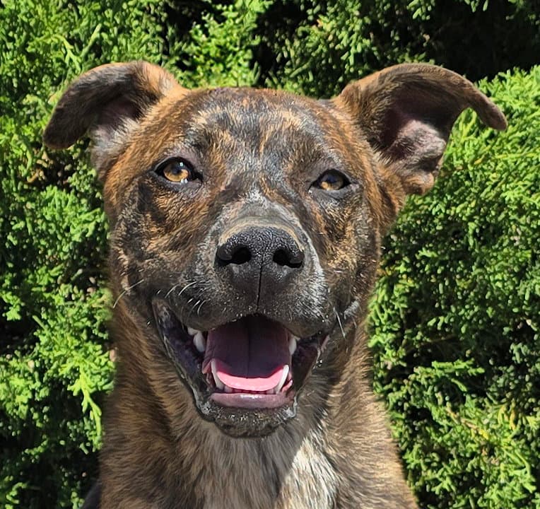 Absolutely Amusing Mr Alphie = LOVE on 4 Paws !