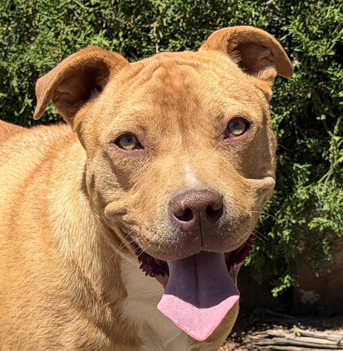 Charismatic Mr Claudio ~ American Bully