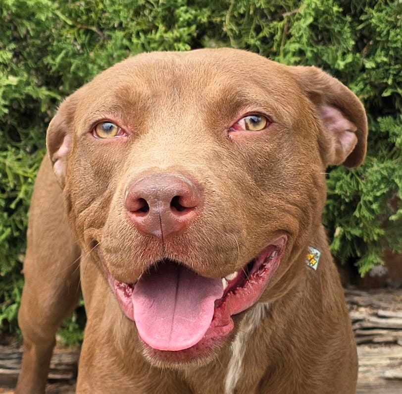 Merry Mr Marco - FUN Easy Pup !