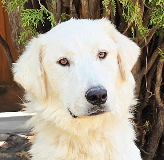 Serene Mr Shaggy Pyr = Perfection !