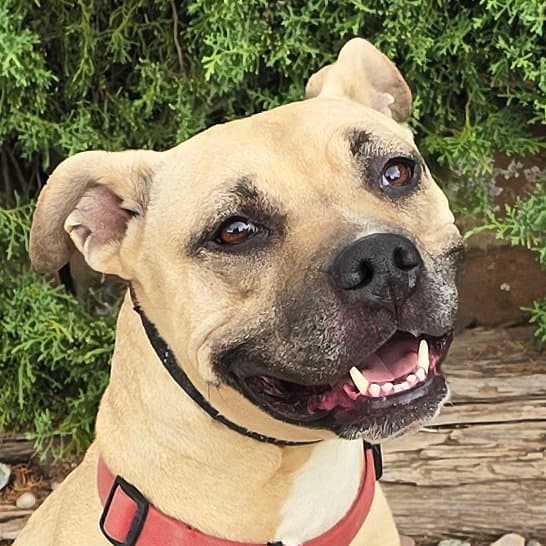 Silly SWEET Ms Strudel ~ Lovely 50lb 3y APBT Lady