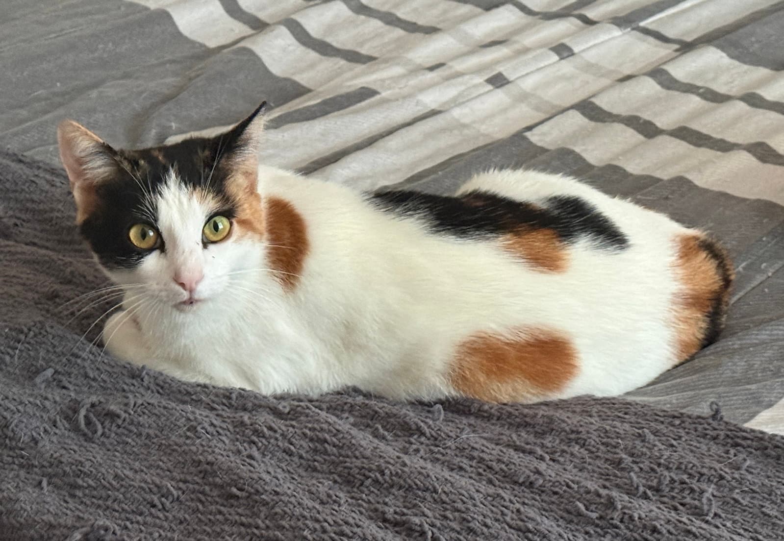 Minky