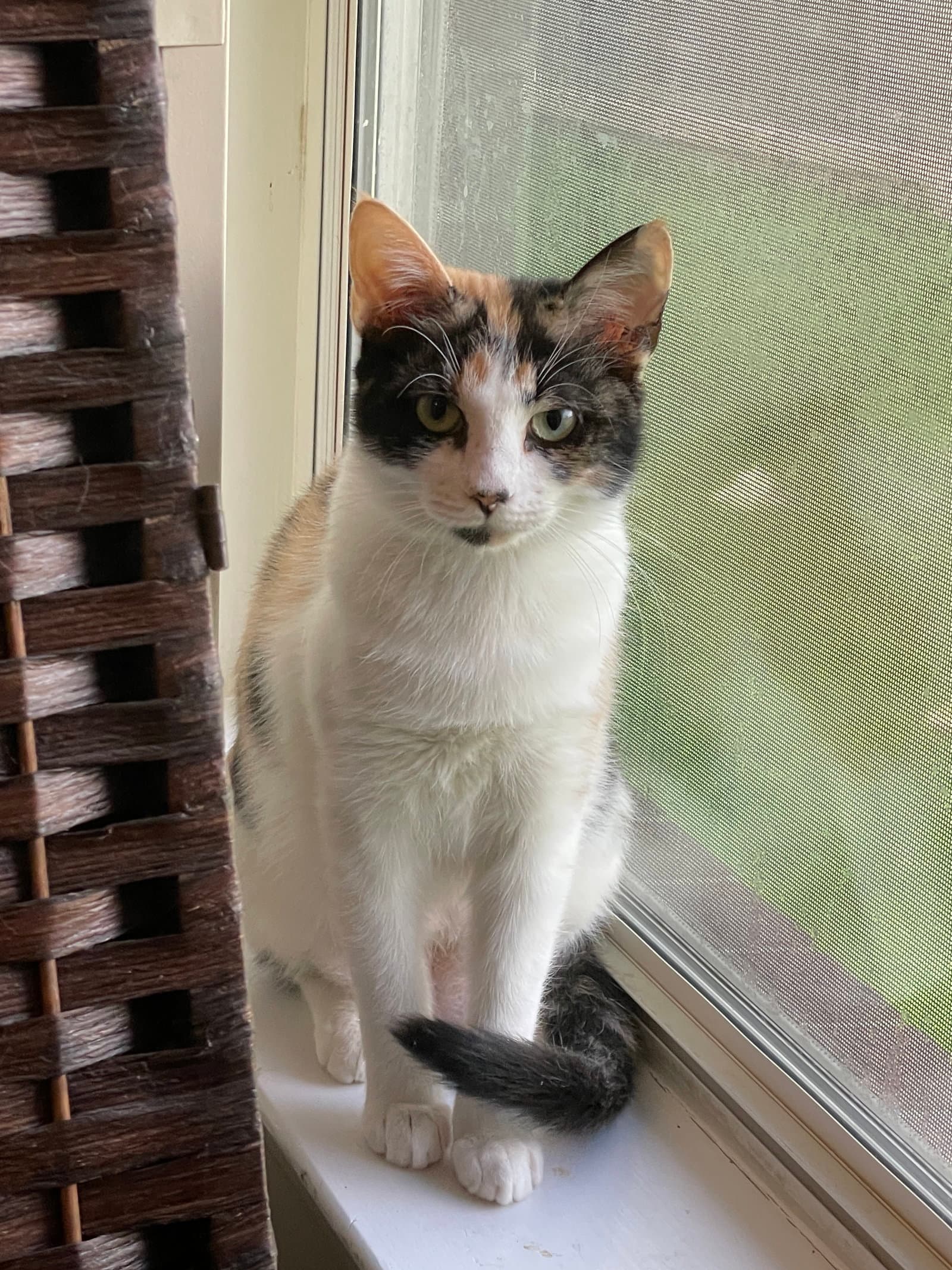 Butterscotch