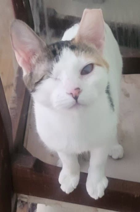 Sparkle (Bonded with Twinkle)