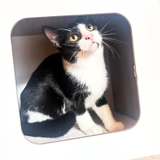 Tammi (Bonded with Sunshine)
