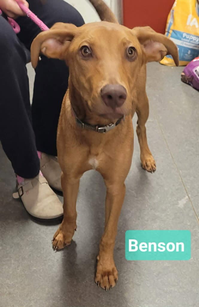 Benson